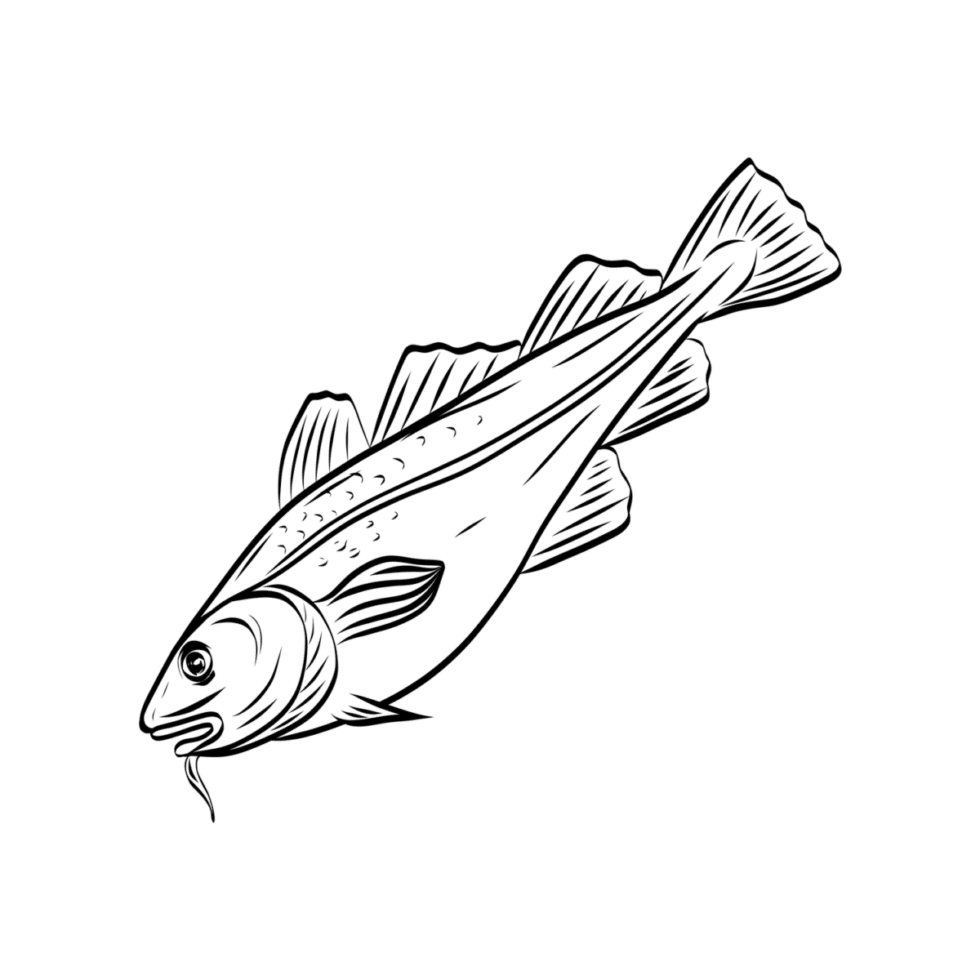 Premium 'Haddock Fish' Illustration Seafood