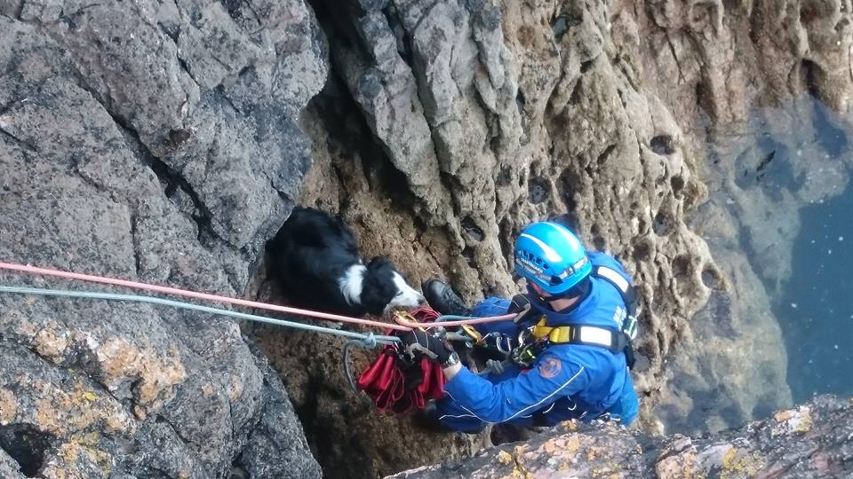 Coastguards rescue dog after cliff fall We Are South Devon