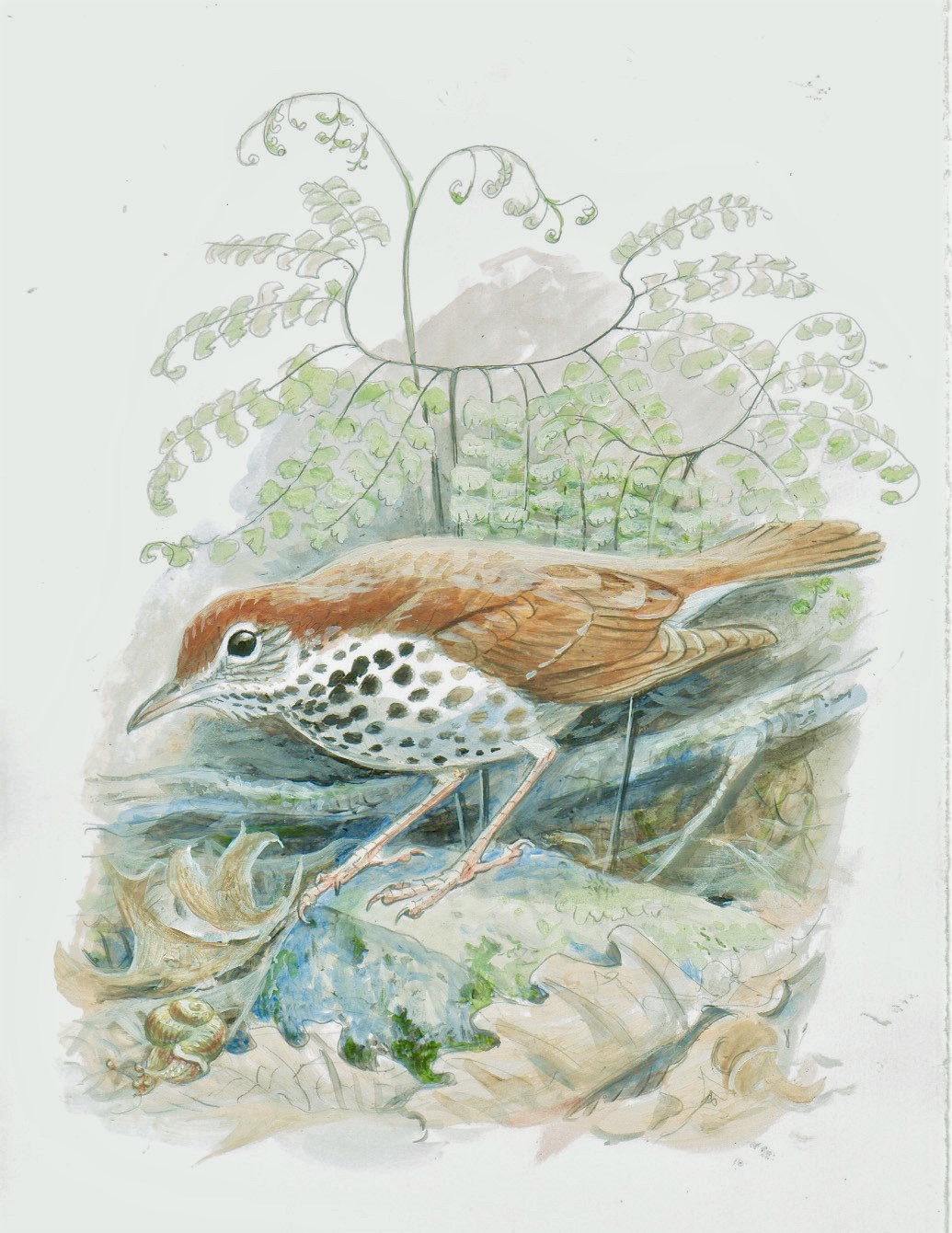 Song of the Wood Thrush The Observer