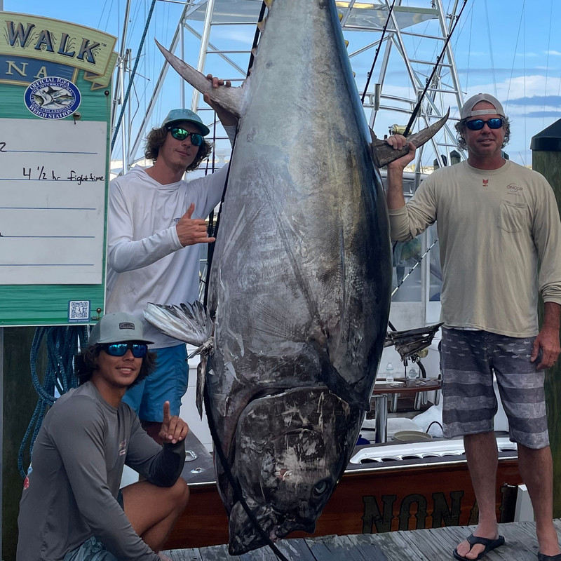 Giant Bluefin Tuna