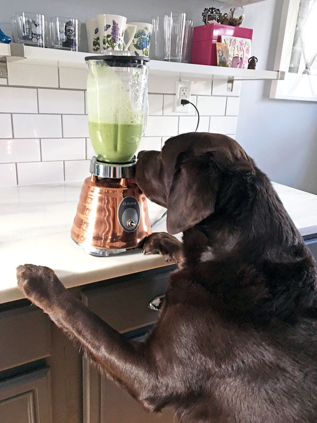 Healthy Shamrock Shake Smoothie Recipe For Dogs Wear Wag Repeat