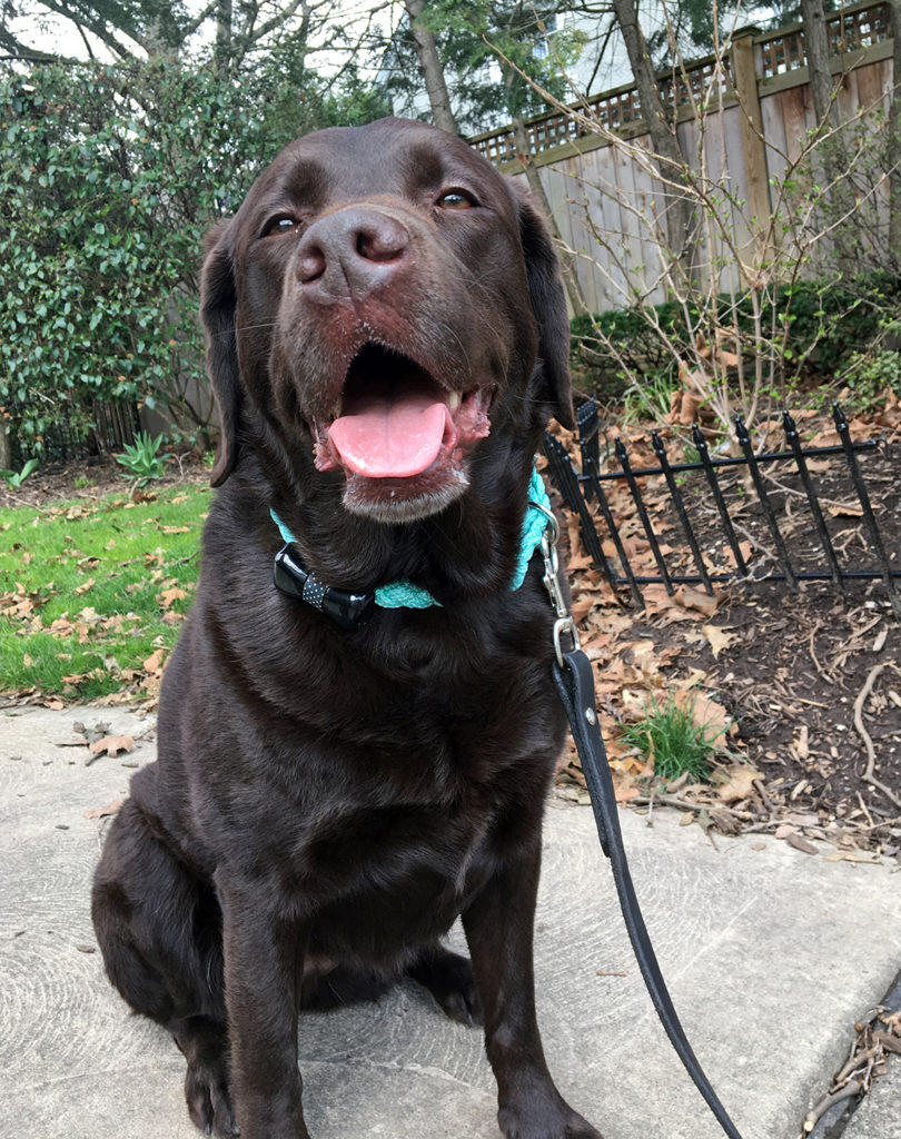 WonderWoof Dog Activity Tracker from The Grommet Wear
