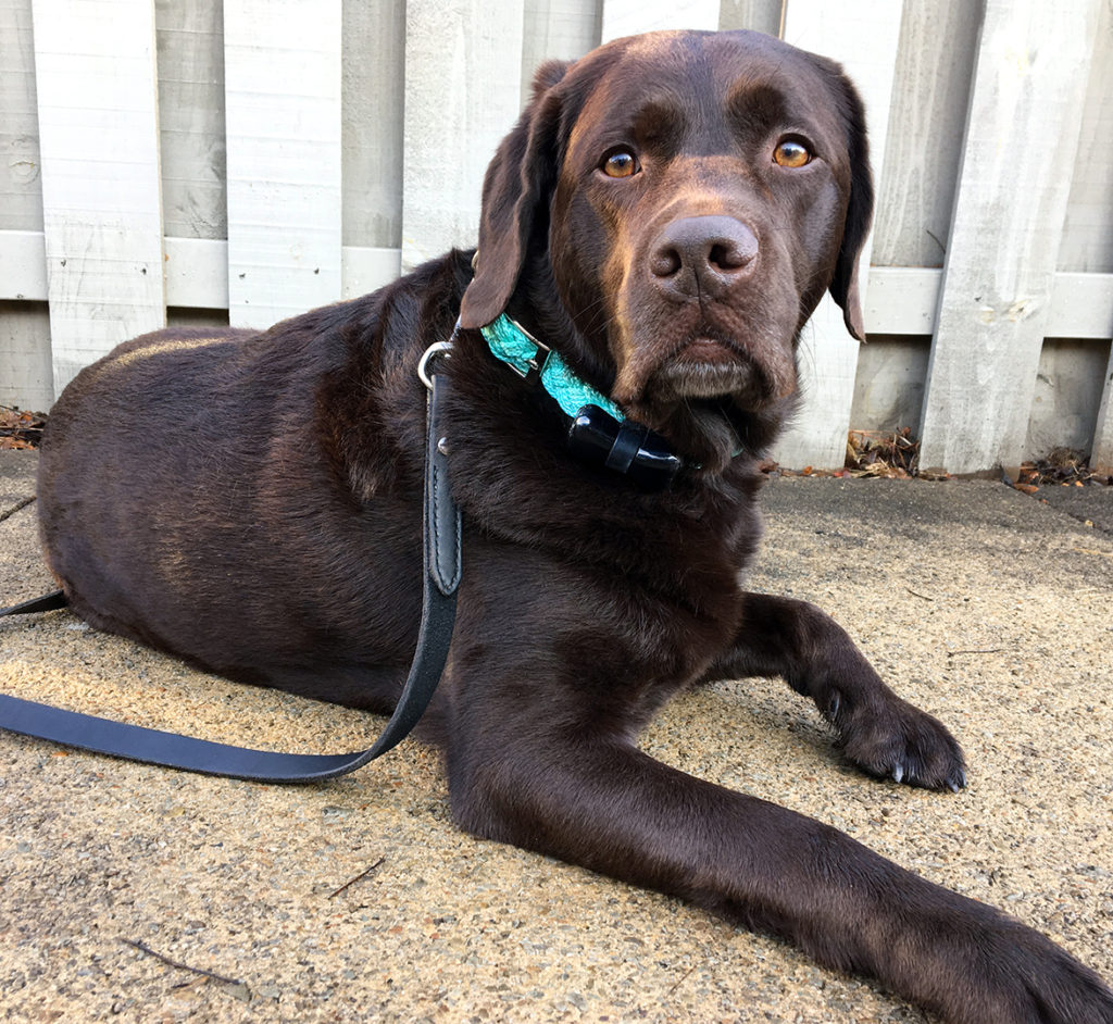 WonderWoof Dog Activity Tracker from The Grommet Wear