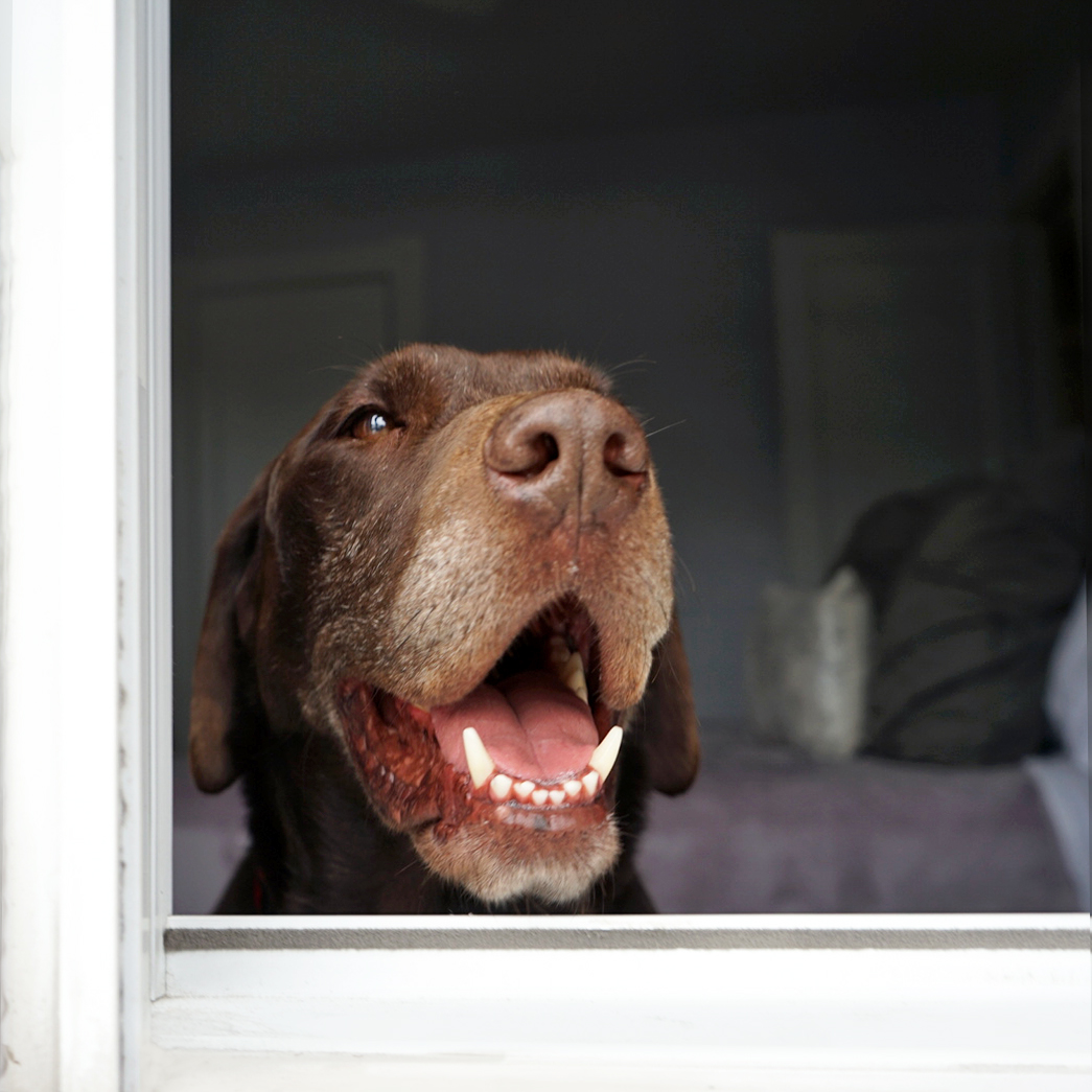 Burt, A Love Story Wear Wag Repeat