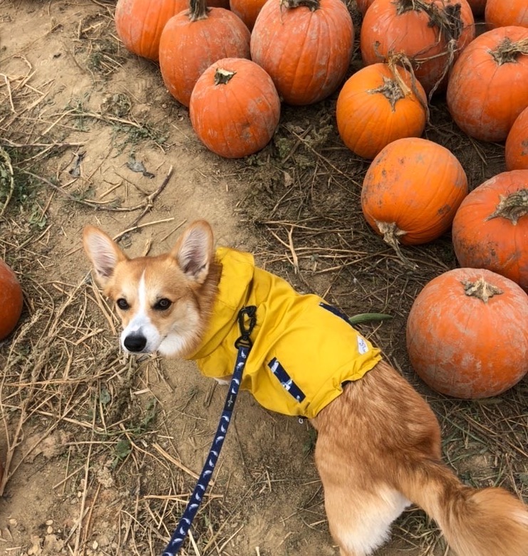 Dog Friendly Pumpkin Patches Near Pittsburgh Wear Wag Repeat
