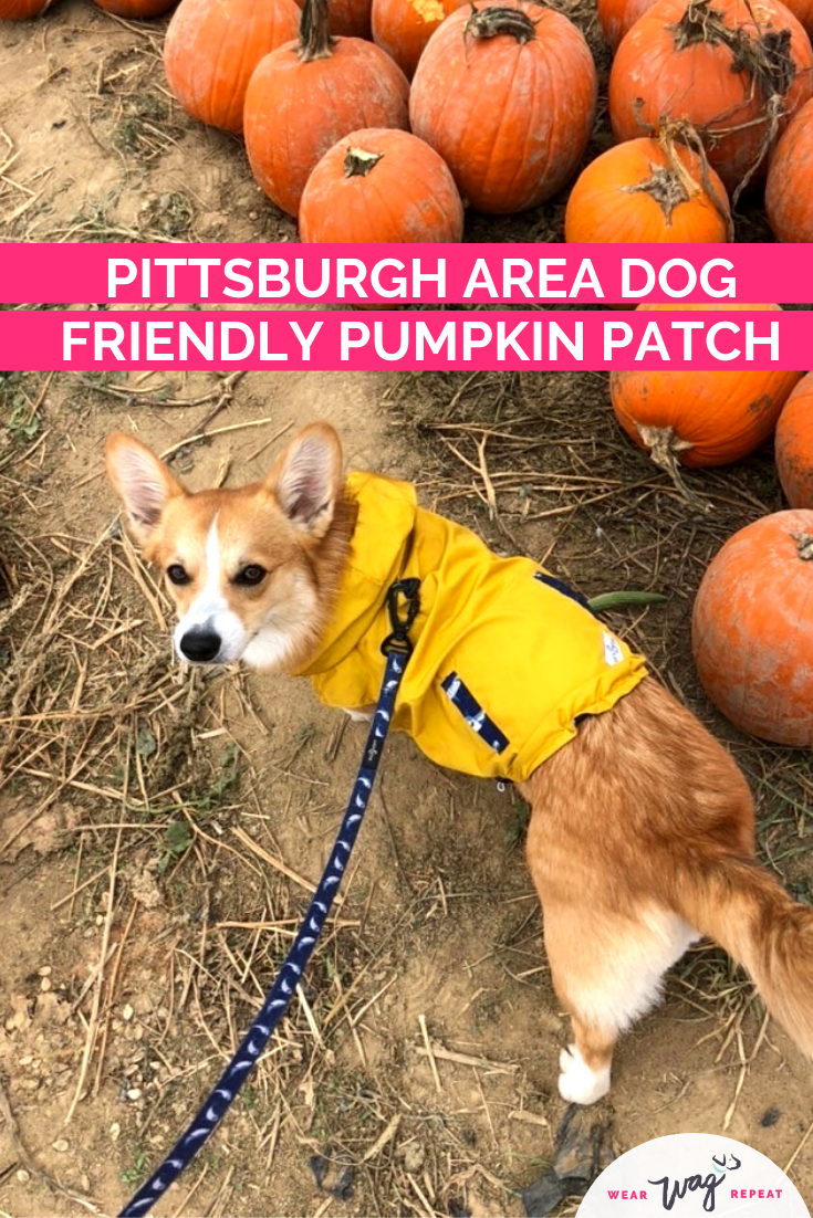 Dog Friendly Pumpkin Patches Near Pittsburgh Wear Wag Repeat