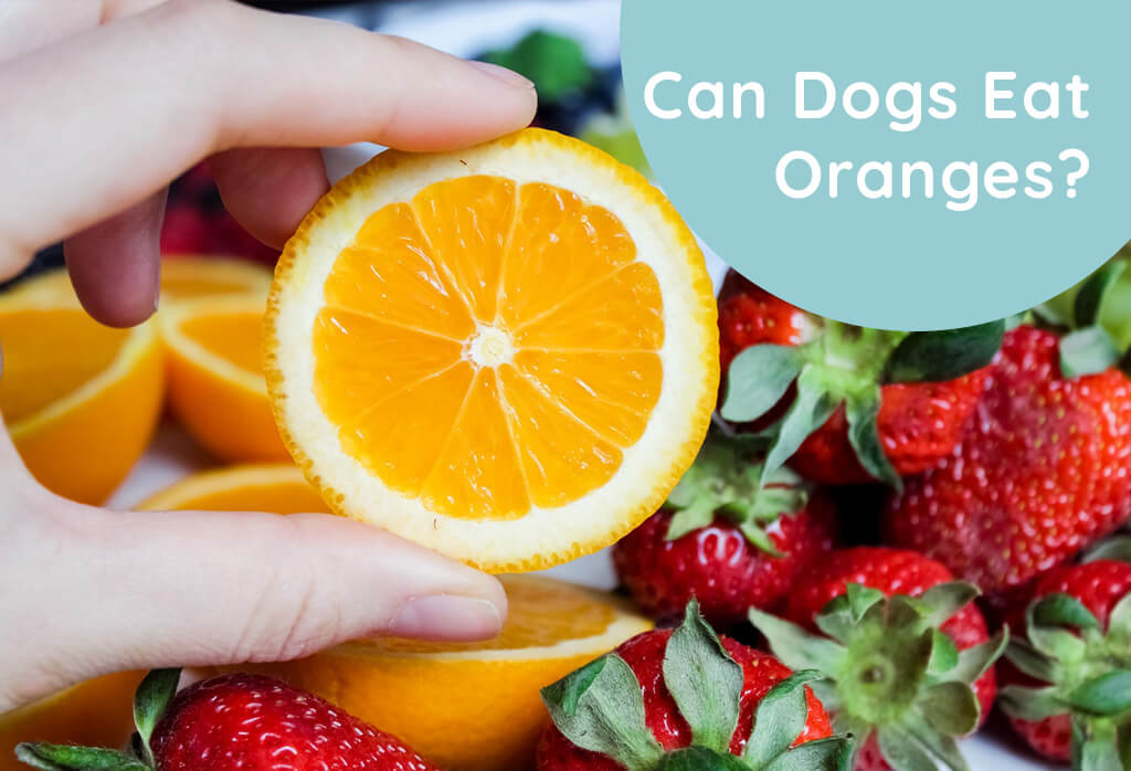 Can Dogs Eat Oranges
