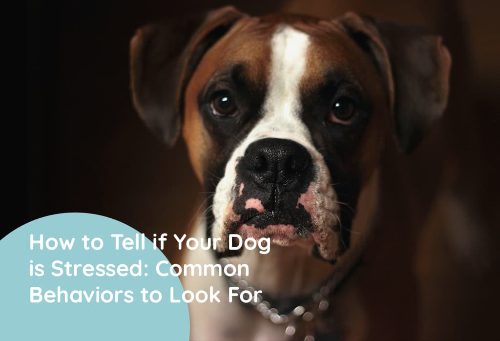 How Do You Tell If A Dog Is Stressed