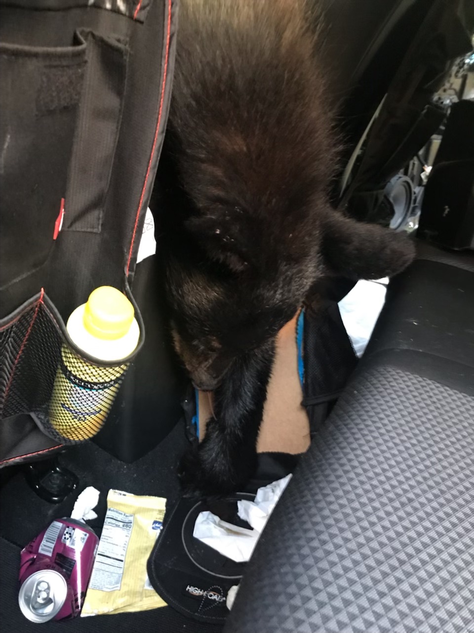 Black Bear Dies Trapped in Hot Car