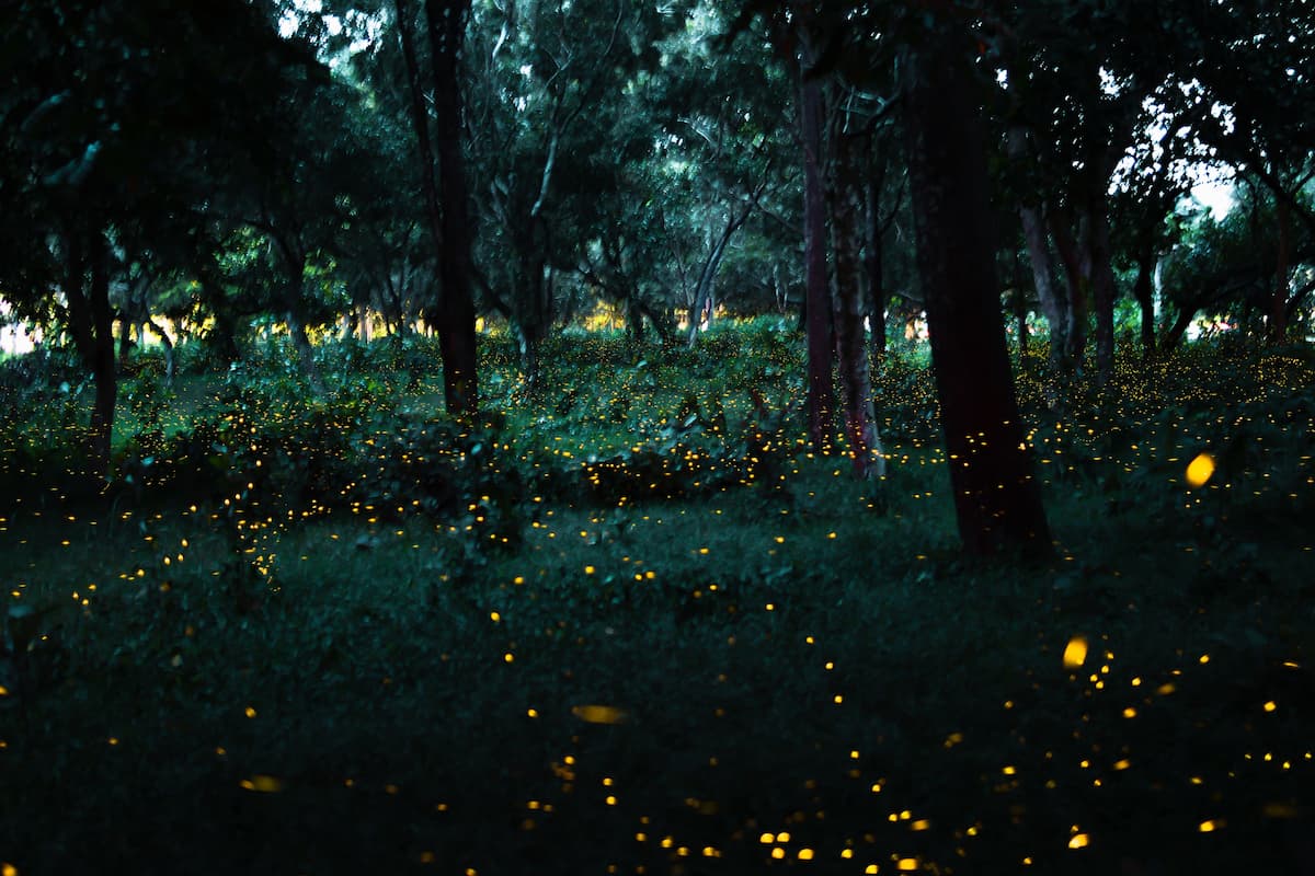 What Is the Best Weather for Fireflies? Weather Guidebook