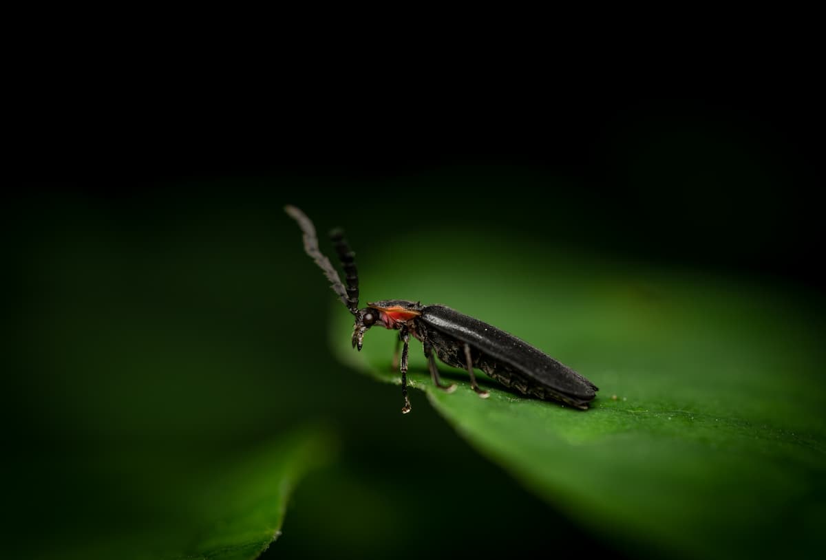 What Is the Best Weather for Fireflies? Weather Guidebook