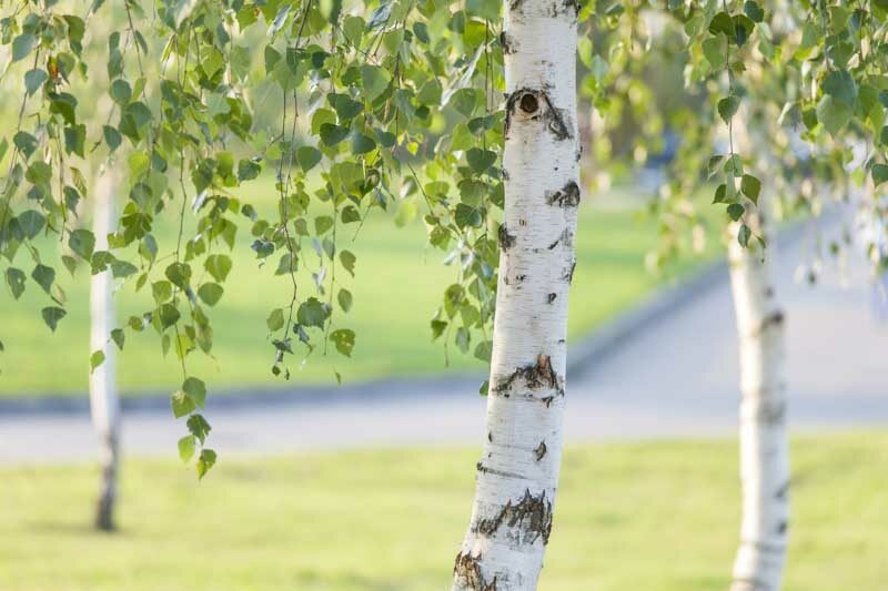 Ultimate Guide to Pruning Birch Trees When, Why, and How