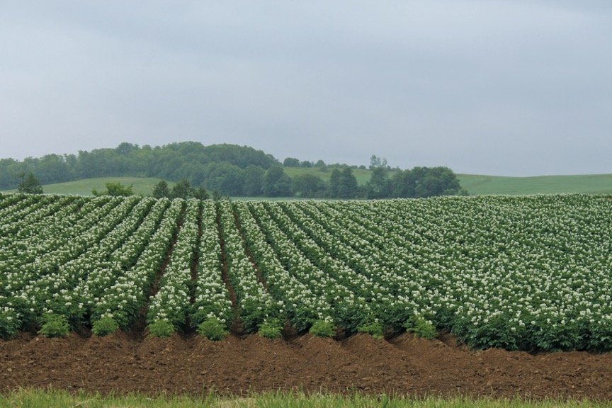 FarmtoTable Ethos at Weathervane Seafood Restaurants