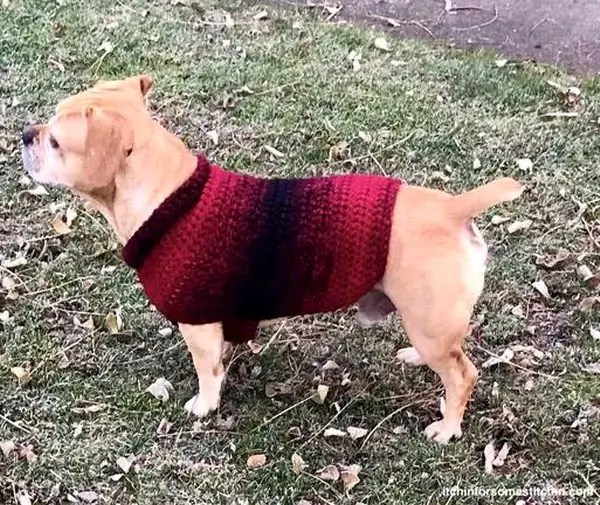 Quick And Easy Mediumsize Dog Sweater » Weave Crochet