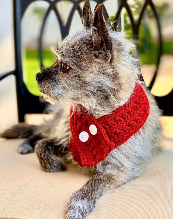 Crochet Dog Scarf Accessory Pattern » Weave Crochet