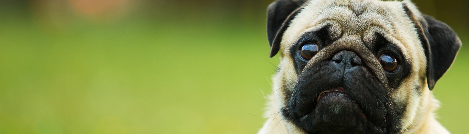 Pug AKC.tv