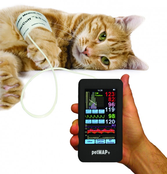 Hypertension, aka, High Blood Pressure A Silent Killer Of Cats  DVM