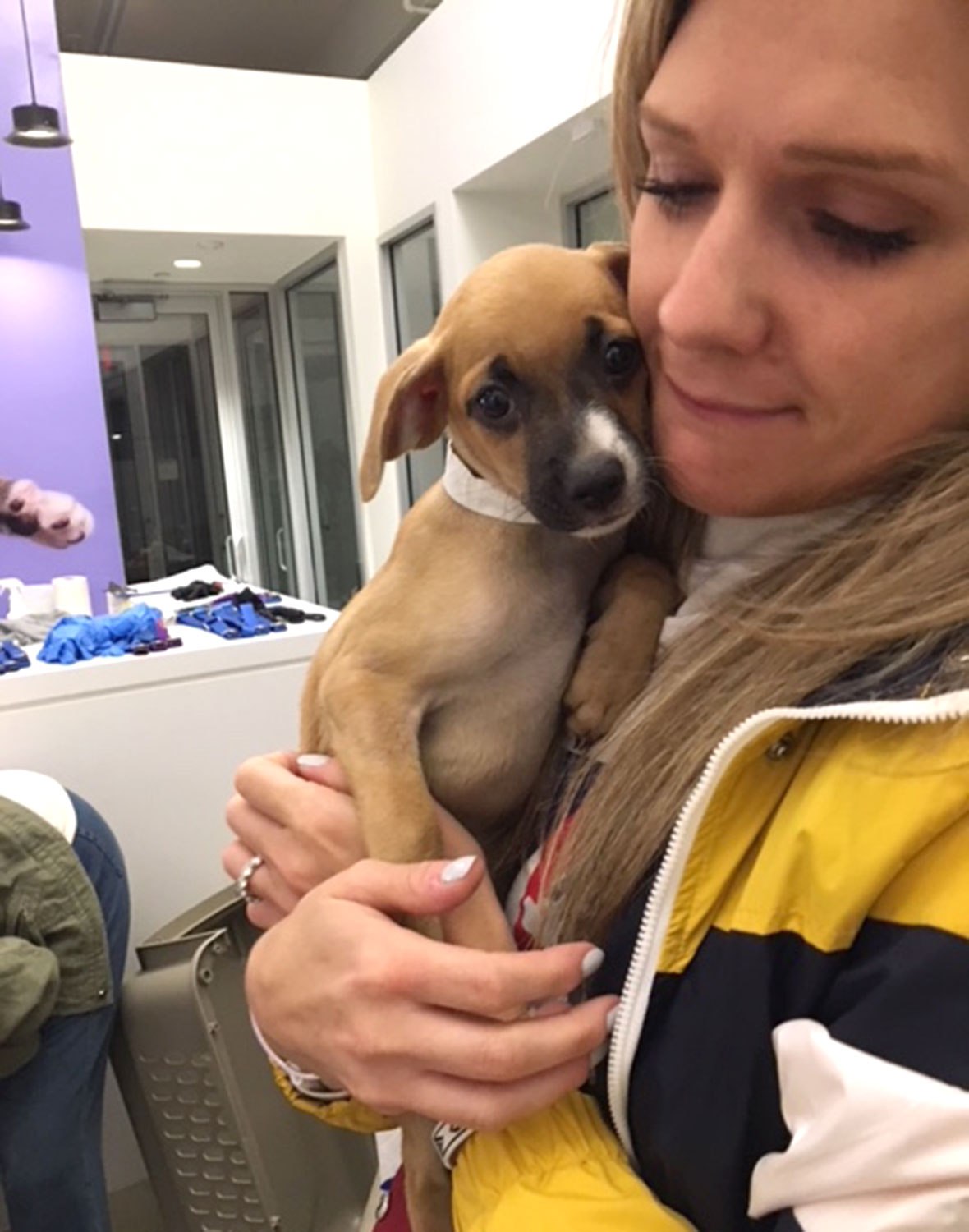 Animal Humanitarian Crisis In Post Maria Puerto Rico How