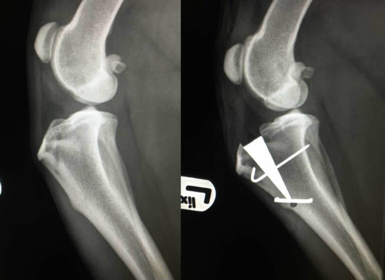 Cranial Cruciate Ligament Rupture in Dogs and Cats  DVM