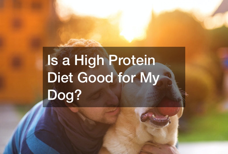 Is a High Protein Diet Good for My Dog?  Lib