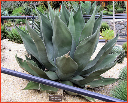 Agave atrovirens