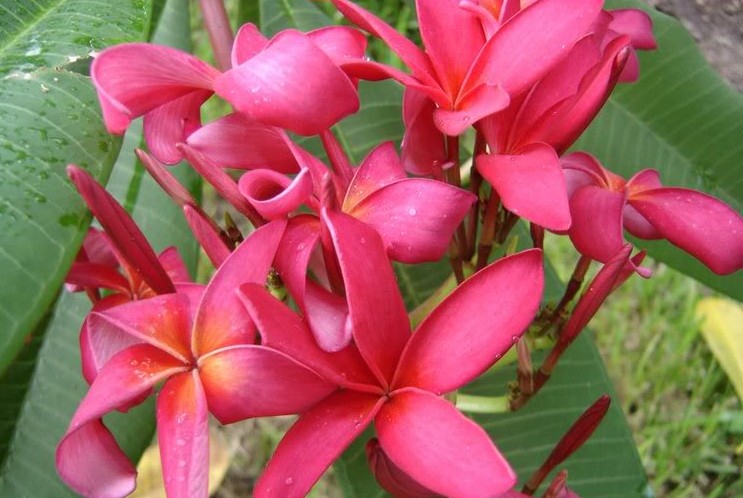 Archive Coral Coast Frangipanis 6 Black Cat Plumeria