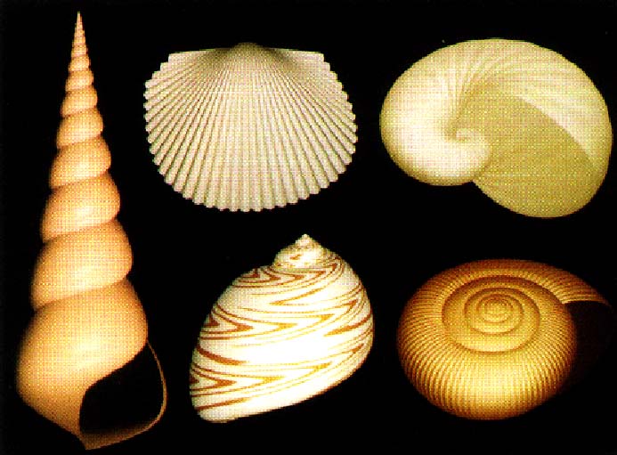 Sea Shells Chuck Moidel