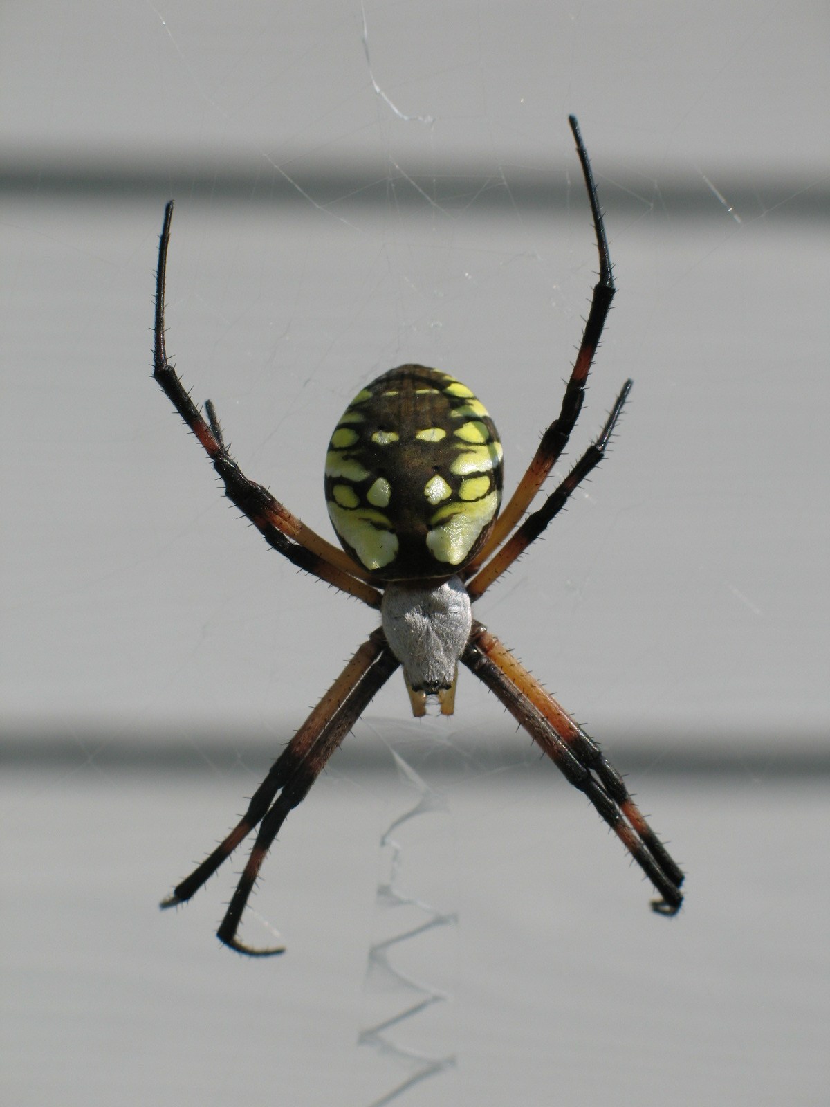 Spiders Of