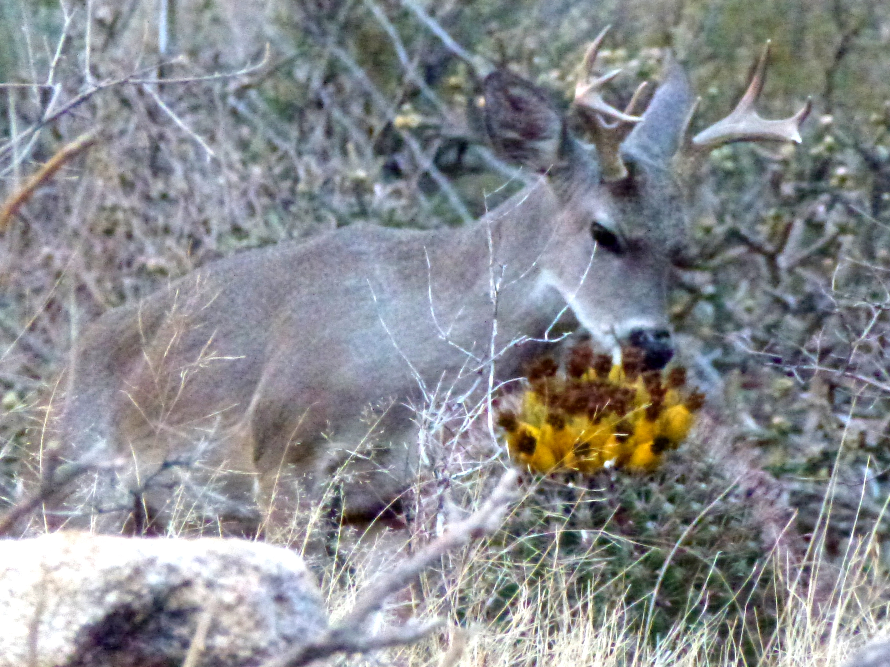 deer_eating_cactus.jpg