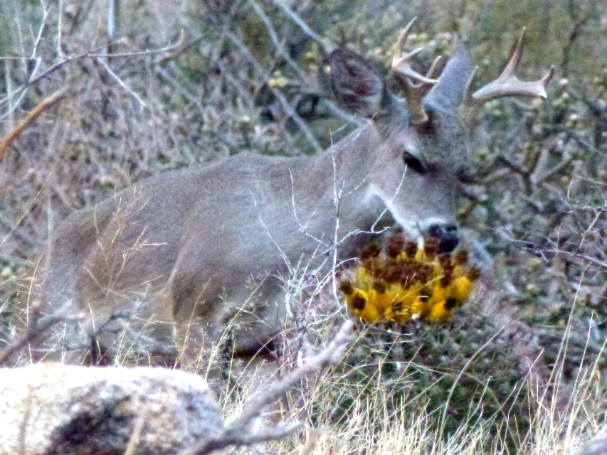 Do Deer Eat Christmas Cactus deer_eating_cactus_large.jpg