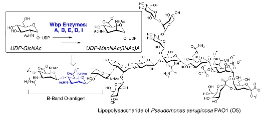 2016 “A Modular Approach to Phosphoglycosyl Transferase Inhibitors