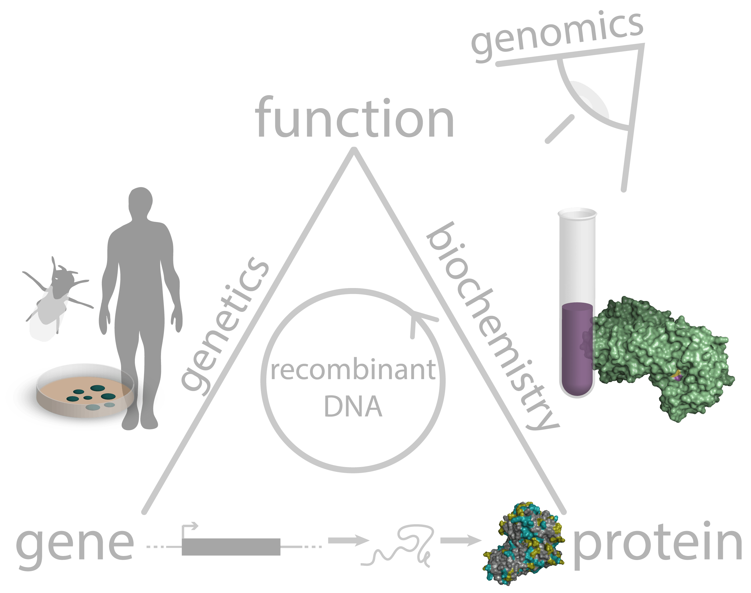 MITx Biology 7.00x Competency Exam