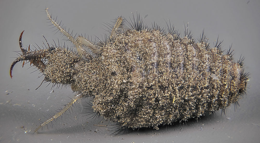 Insects in an Urban Garden