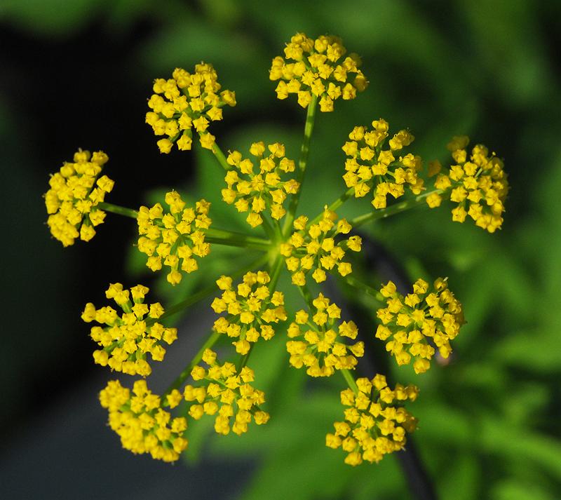 Albums 103+ Pictures Pictures Of Weeds With Yellow Flowers Full HD, 2k, 4k
