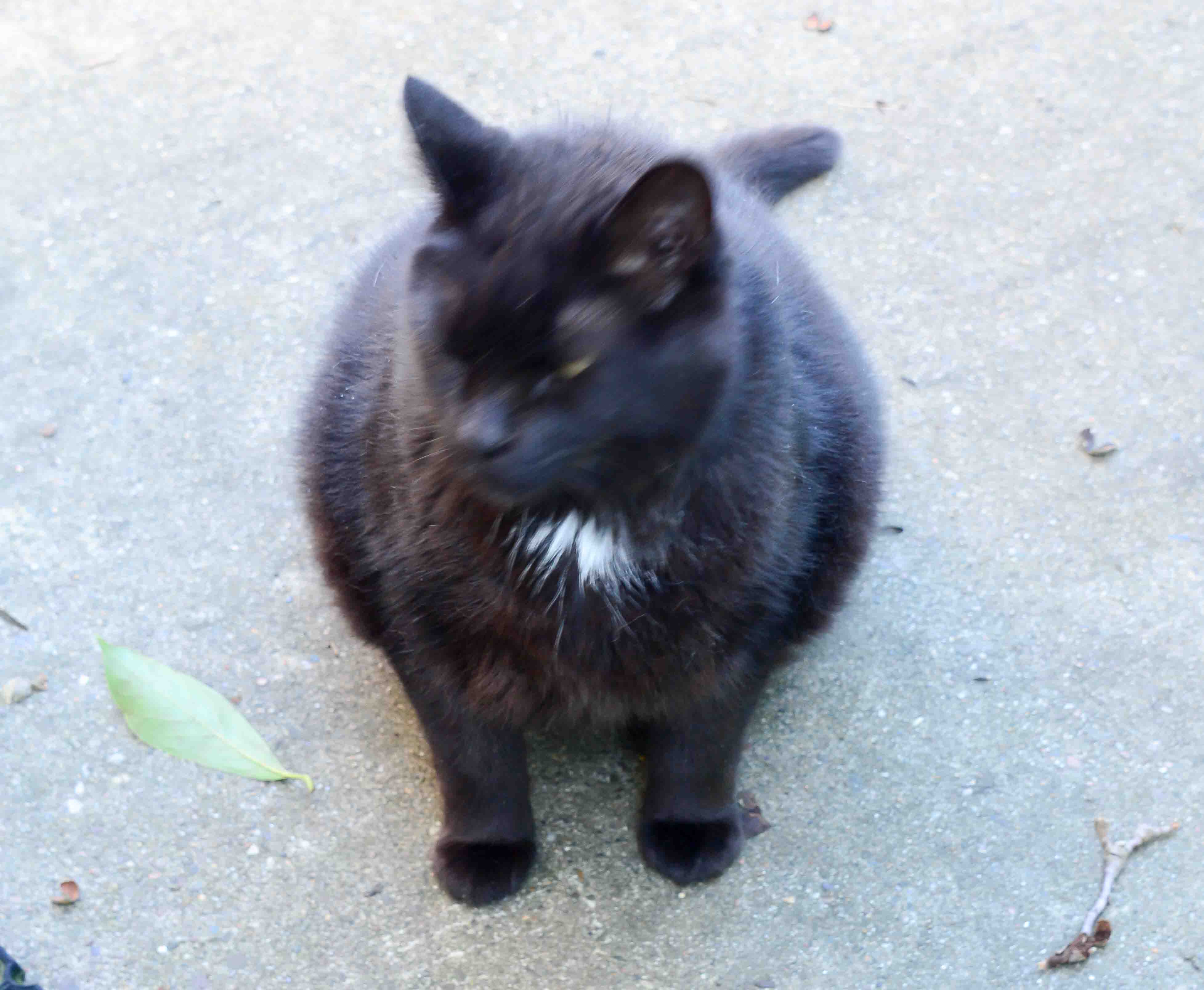 Brown's Backyard Weather Maysville,KY 41056 Local Weather Conditions