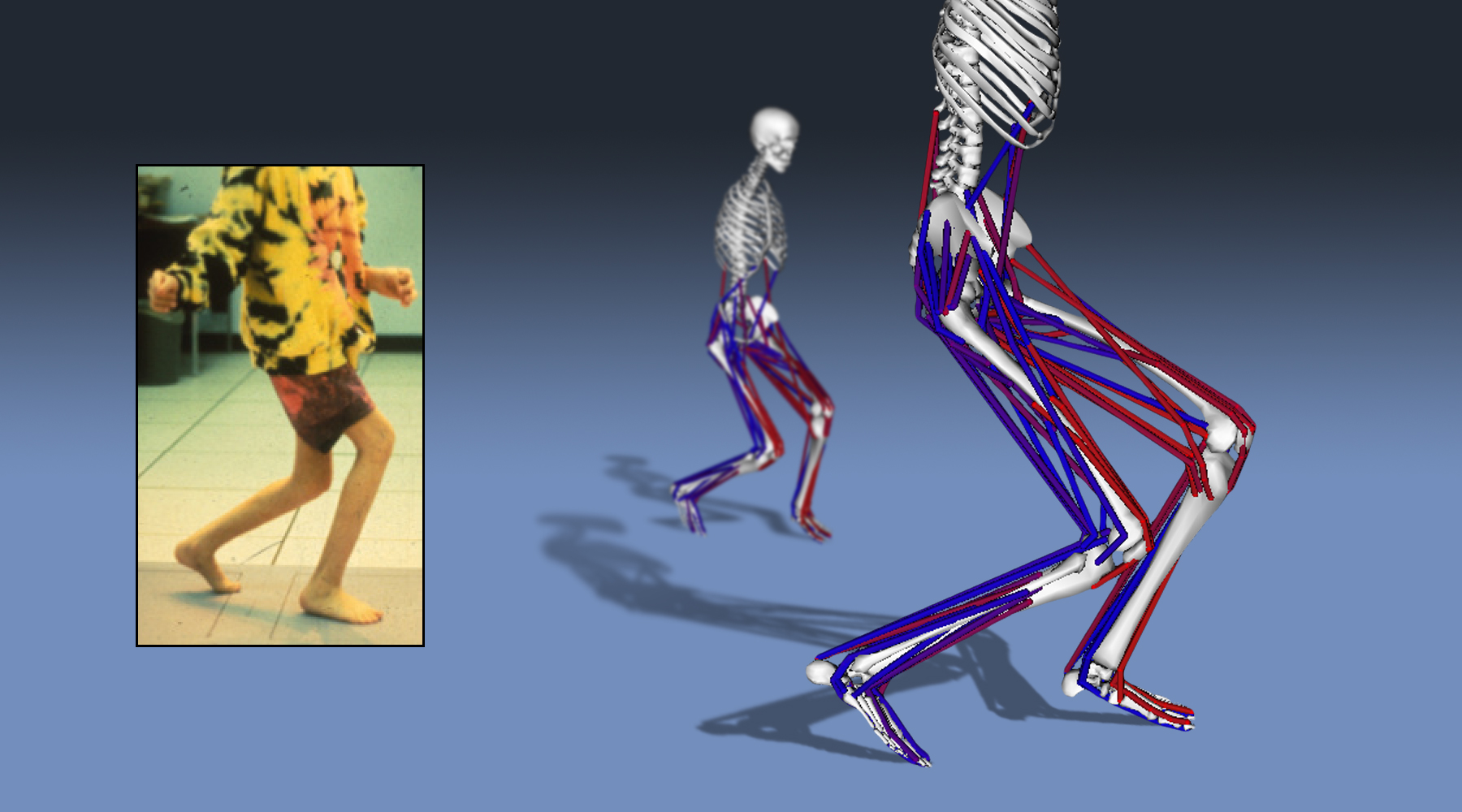 Human Movement Dynamics and Control