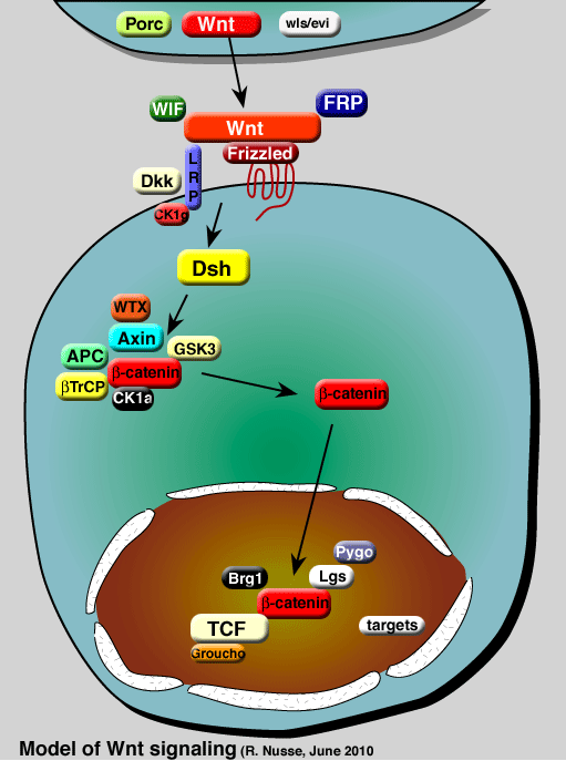 Wnt signaling pathway diagram The Wnt Homepage