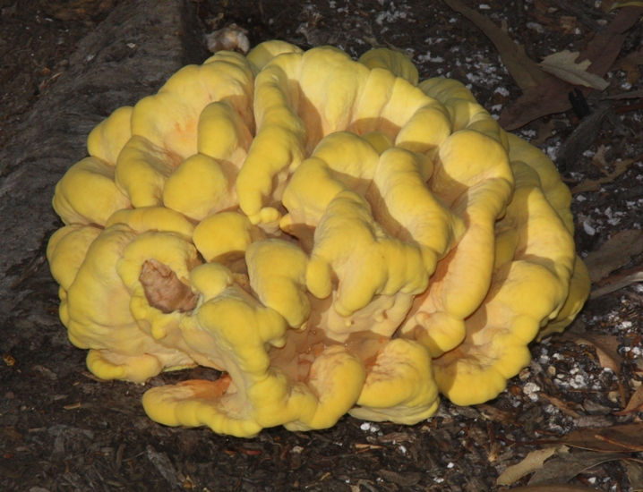 Today at 9:22 pm www.independent.co.uk. Fungus
