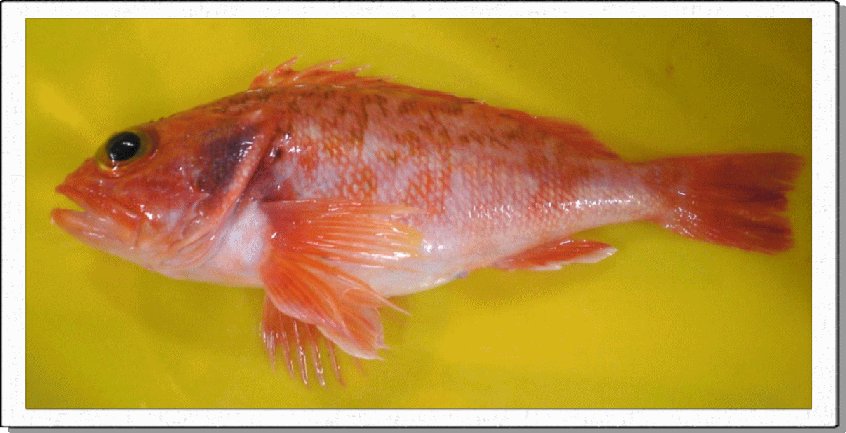 駿河湾、遠州灘の底物（深海）を中心に延縄漁を行っています。