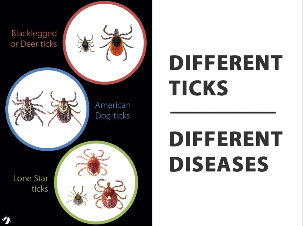 DIFFERENT TICKS…DIFFERENT DISEASES TickEncounter