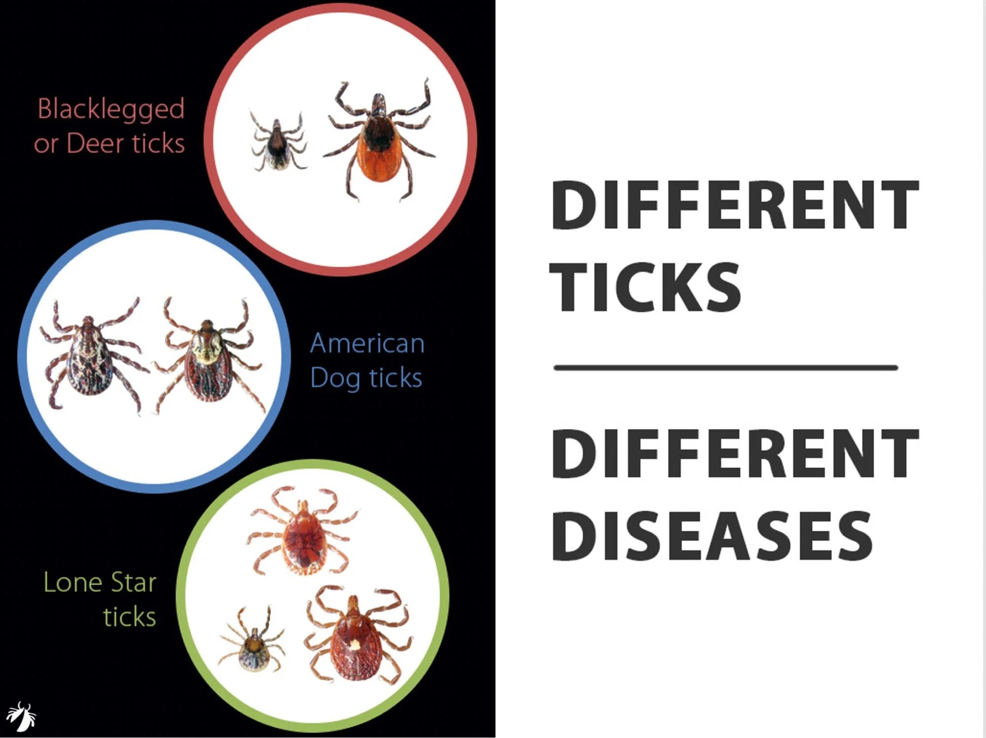 DIFFERENT TICKS…DIFFERENT DISEASES TickEncounter