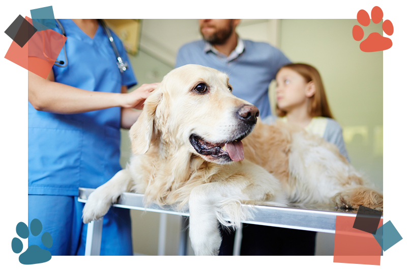 Why Is My Pet Scratching So Much?