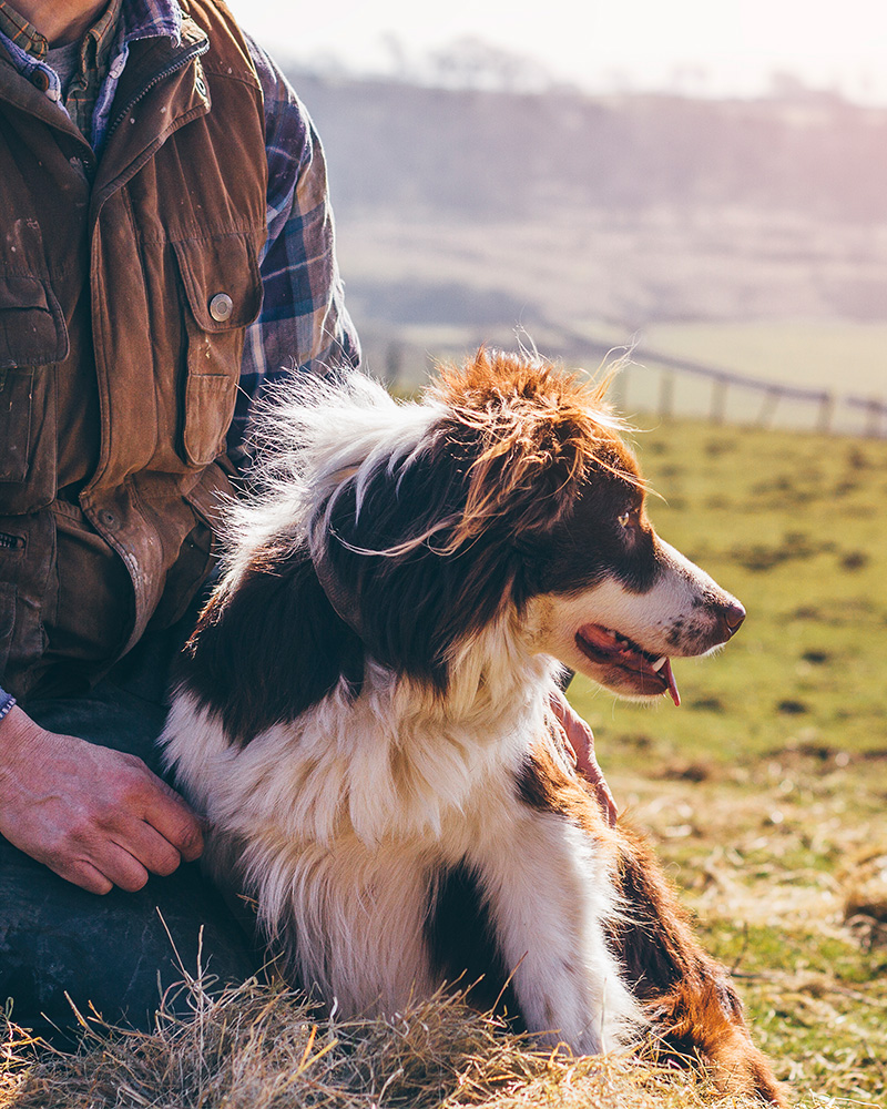 Hometown Vet Hometown Vet