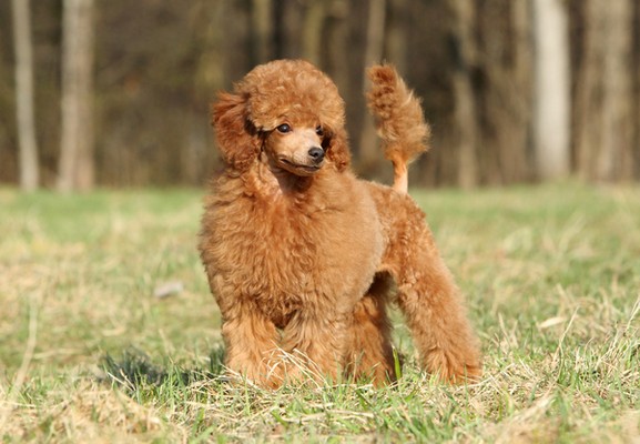 Breed Info – Animal Health Center