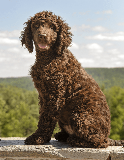 Irish Water Spaniel