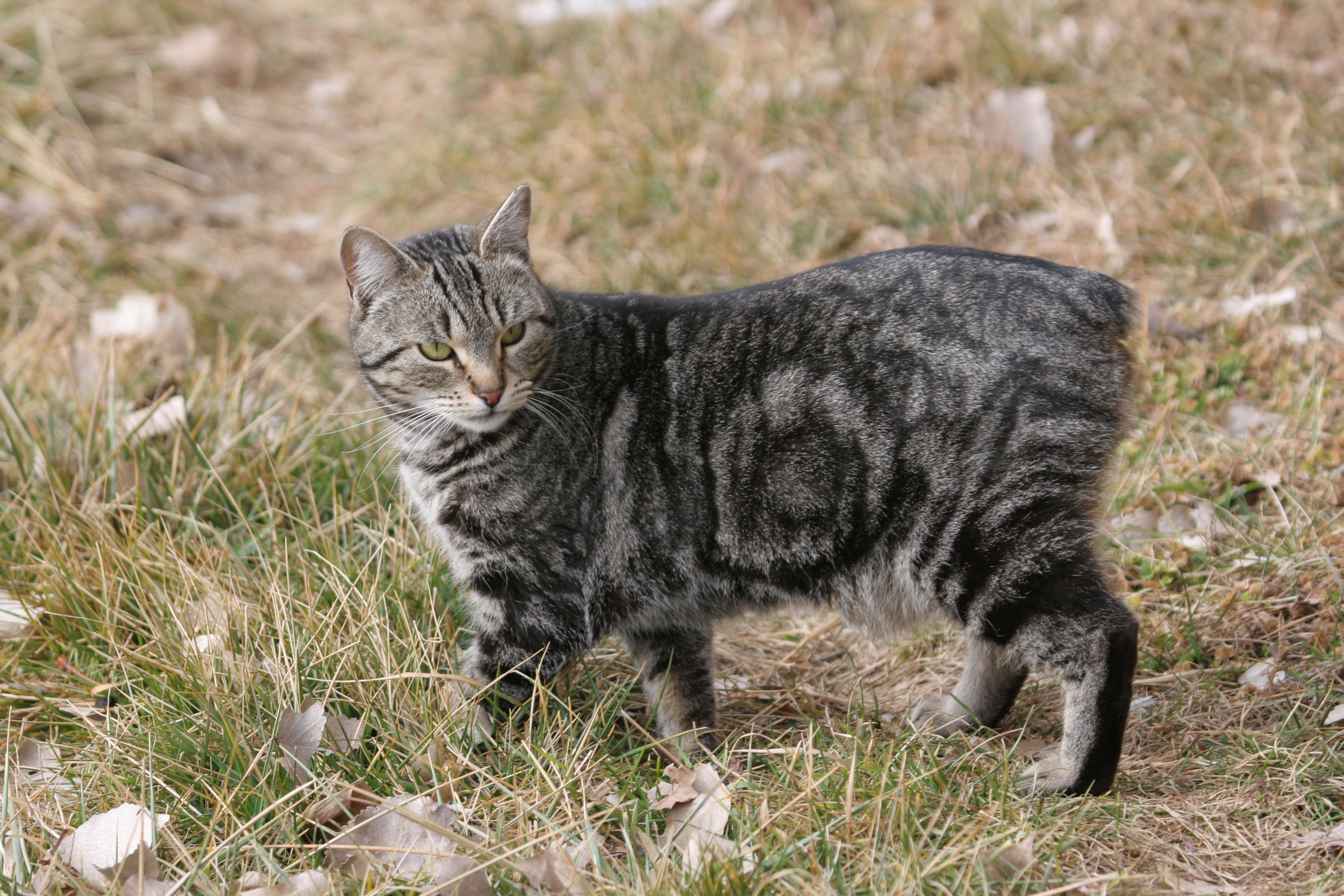 Gray Manx Cat