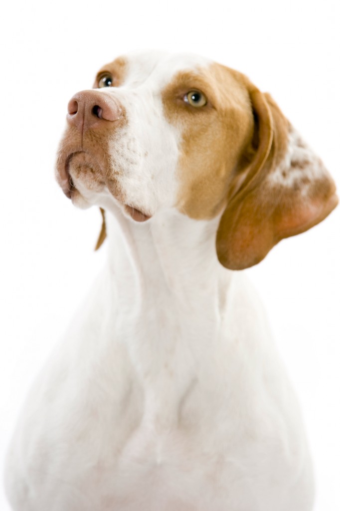 Breed Info Veterinarians in Hartselle Pearson Animal