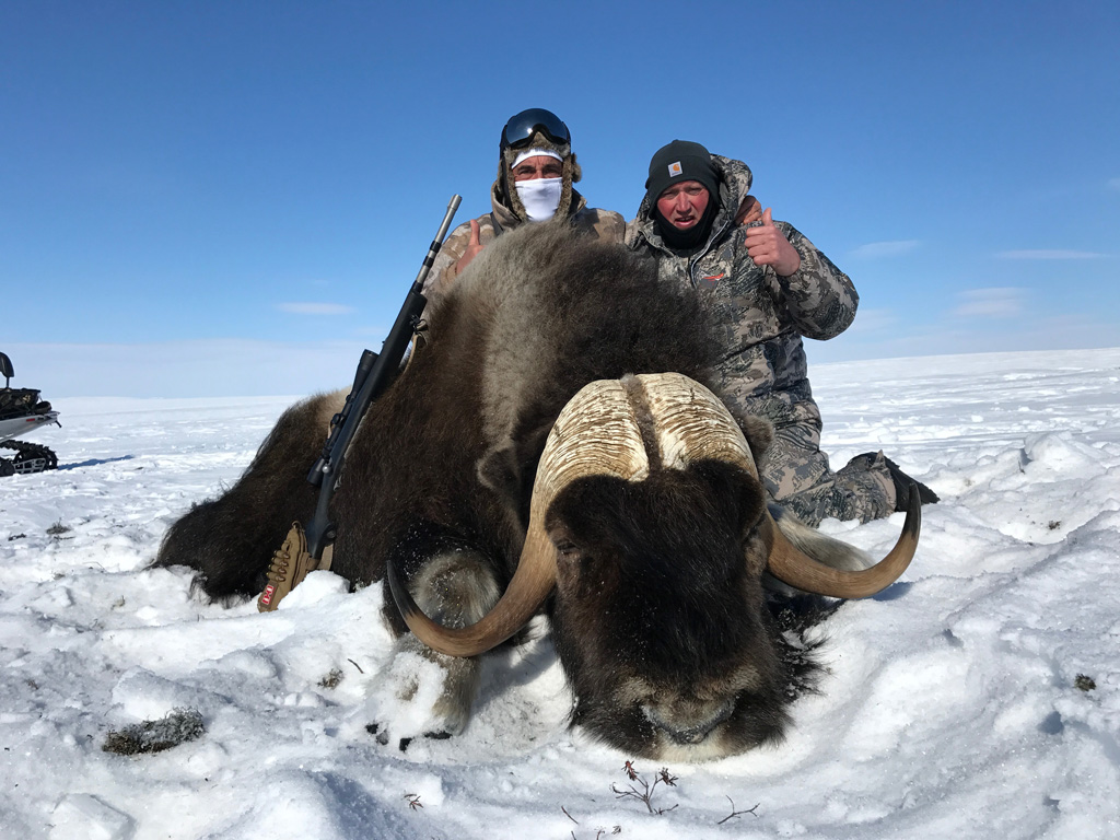 Musk Ox hunting dreams come true quickly