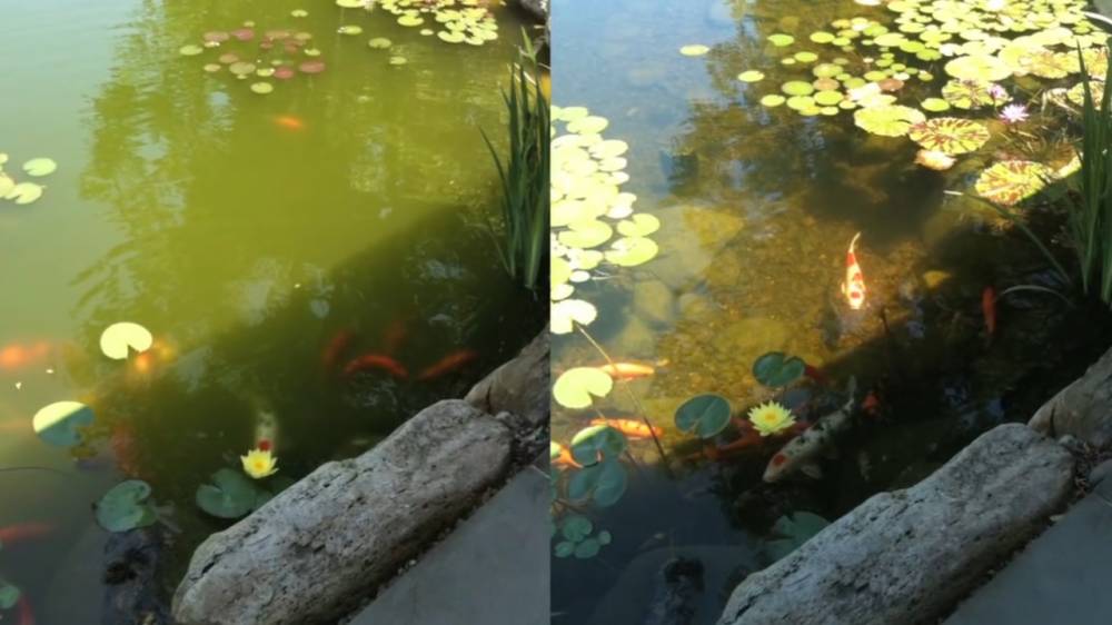 Cloudy Water and Flocculants Best Prices on Everything for Ponds and