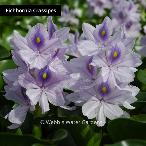 Floating Pond Plants b's Water Gardens